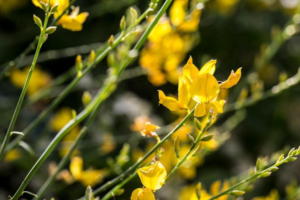 Casali Costadoro Acquaviva Picena Exteriör bild